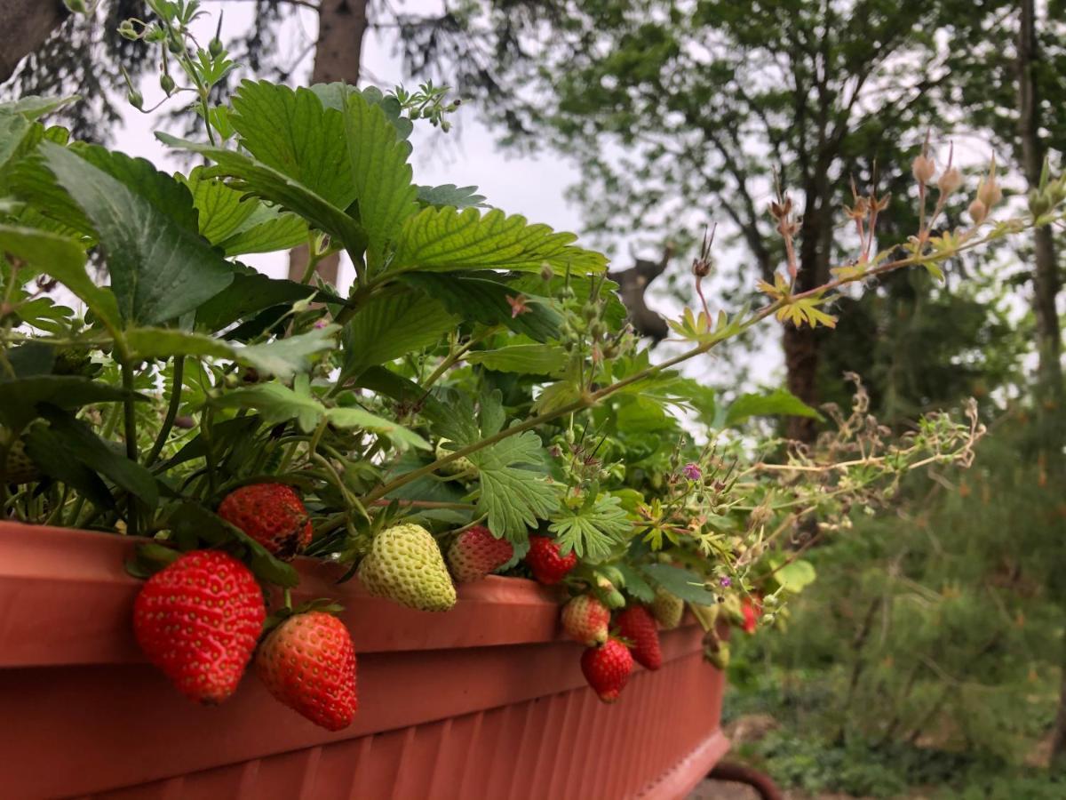 B&B Cascina Sagrestia Asola Zewnętrze zdjęcie